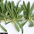 SpeciesSub: subsp. lanata